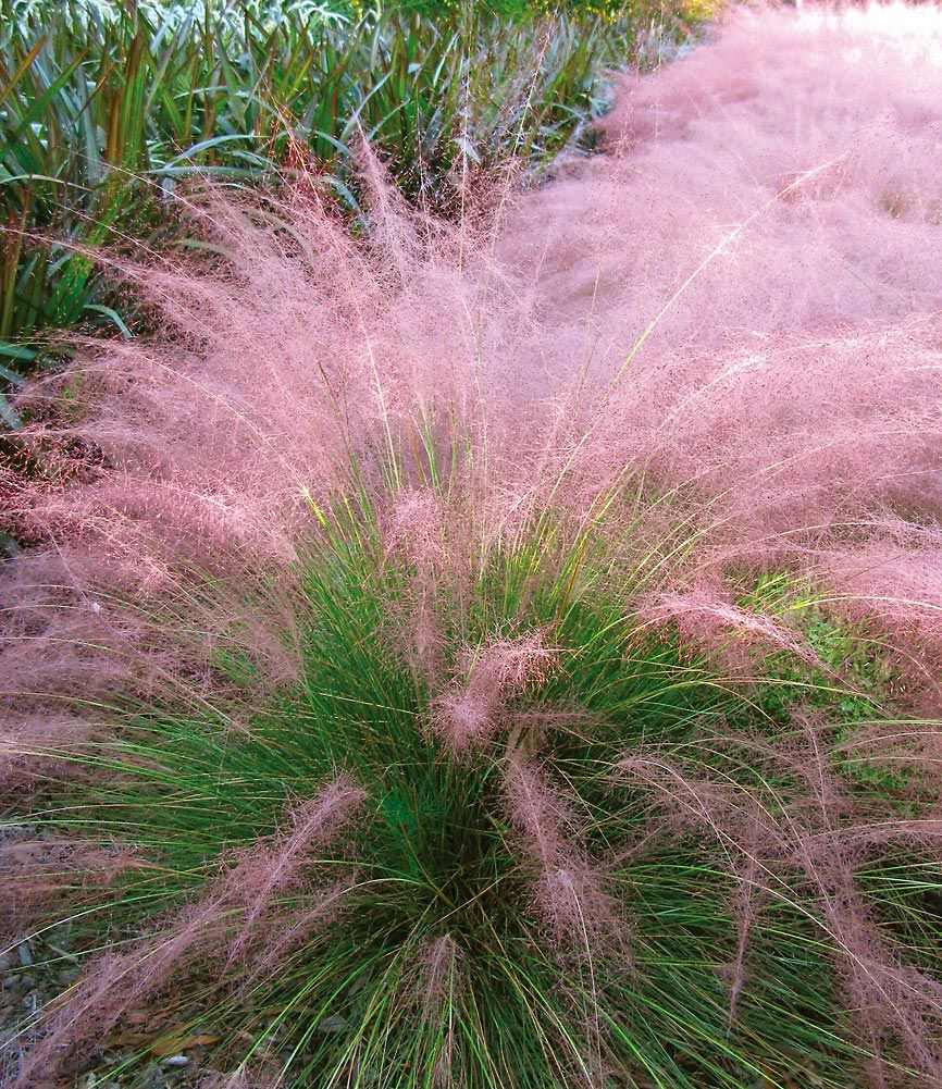  Cotton Candy Grass