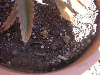 Mother of Millions, Alligator Plant, Kalanchoe daigremontiana. 10 