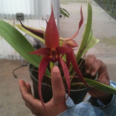 Bulbophyllum phalaenopsis x echinolabium Blooming Size Orchid WEIRD