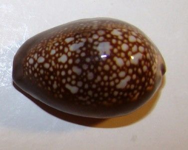 caputophidi 28.5mm.Gem Hawaii Snakehead Cowr Shell Hawaiian 