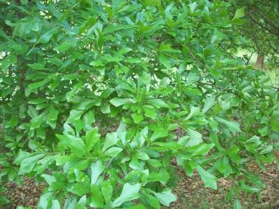 100 Water Oak Tree Seeds Acorns Cleaned and Floated Flying Squirrel 