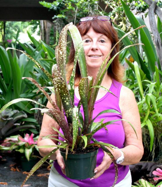 BROMELIADS Billbergia CASABLANCA Whole Clump