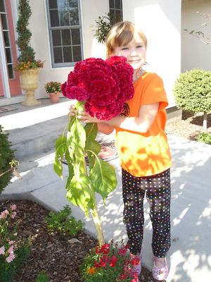 MONSTER Size Red Cockscomb Celosia Flowers 200 Seeds ORIGINAL SELLER 