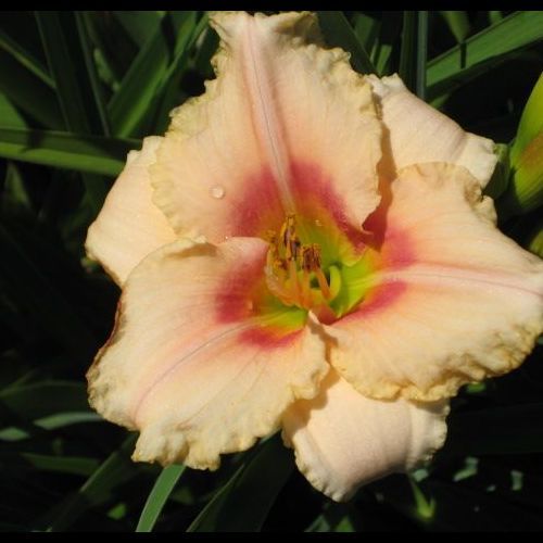 Siloam Cinderella Pink DAYLILY DF Live Plants Perennial Flowers