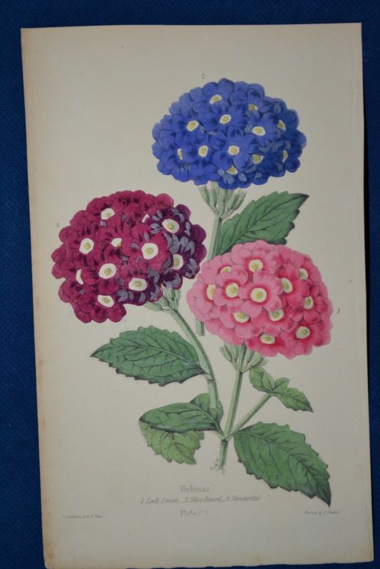 Verbenas  hand Colored Botanical James Andrews Floral Magazine 1860 