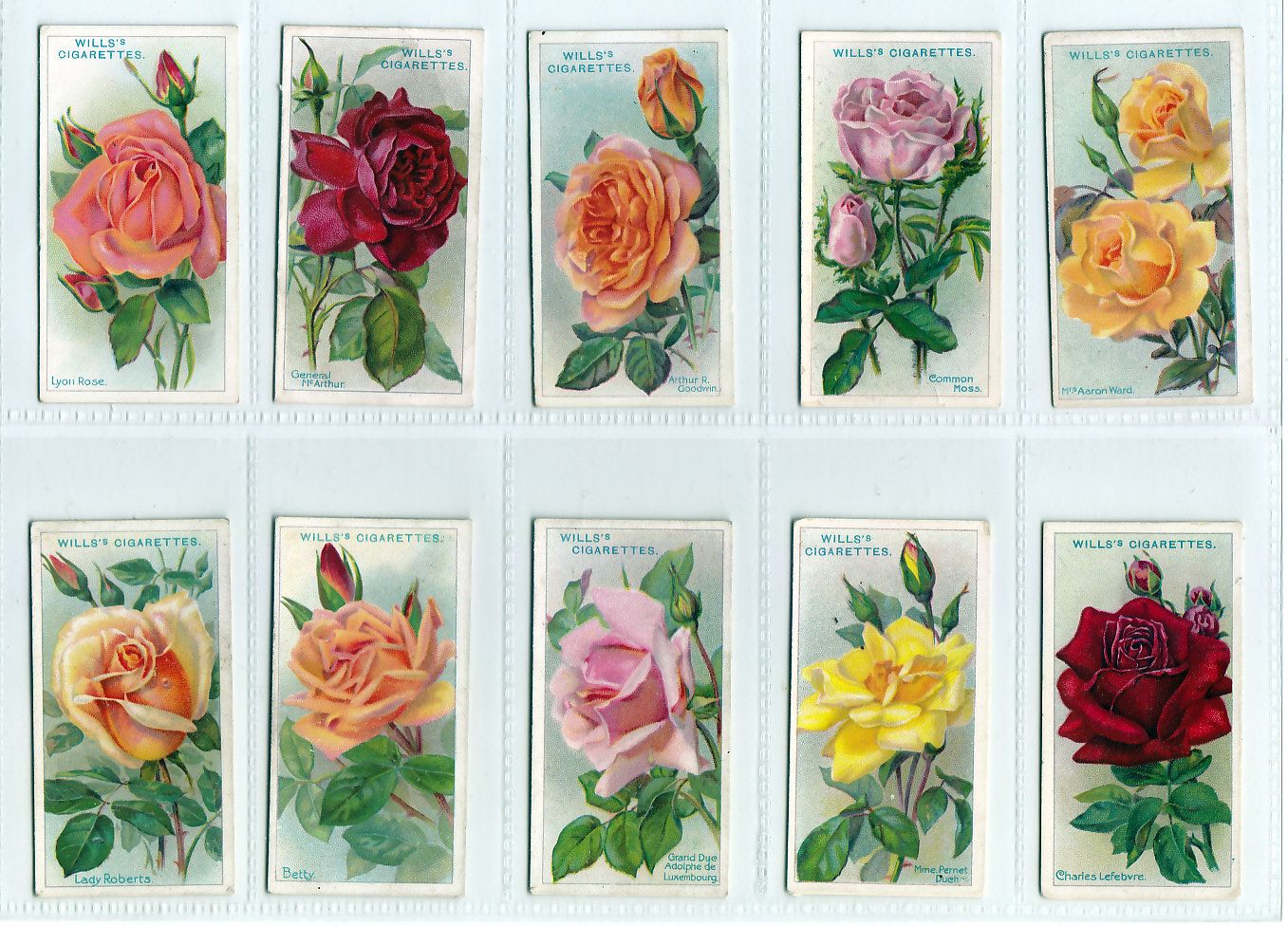 Complete Set of Fifty 99 Year Old Rose Painting Cards