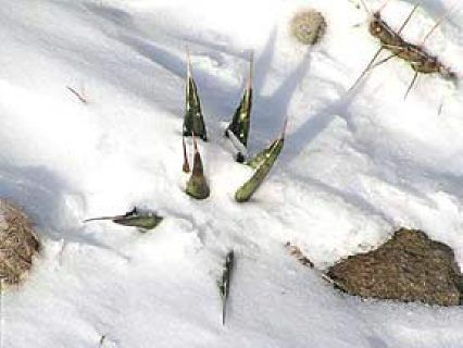 as a group the agaves are known as century plants