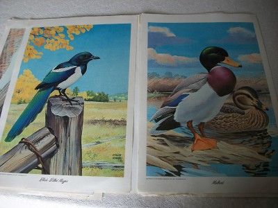 Lot 8 Native Birds 1968 Charles Chuck Ripper Lithograph Art Eagle 