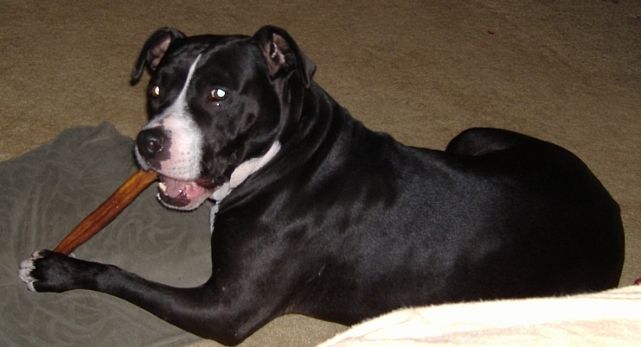 Holly from MA strikes a glamorous pose with her bully stick