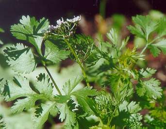 Cilantro Santo aka Coriander Chinese Parsley 50 Seeds