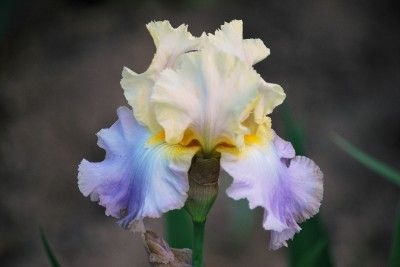 Lullaby of Spring Tall Bearded Iris, Award Winner Limited Supply