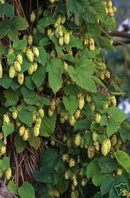 Humulus lupulus AMARILLO HOPS VINE Unique SEEDS