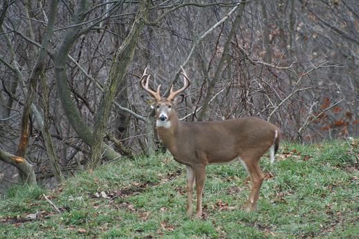 Hunting Deer in Central PA Curwensville