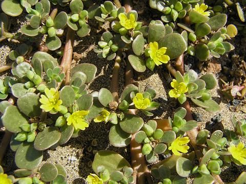 organic anatolian purslane portulaca oleracea