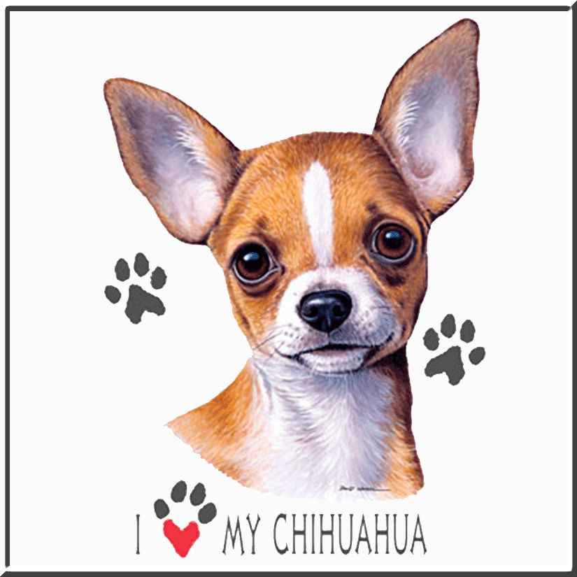 david_wenzel_i_love_my_chihuahua_white_bkgd.gif