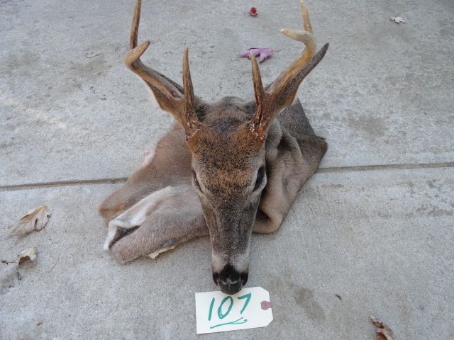 107 WHITETAIL BUCK DEER CAPE FRESH,SLEEK OCT. FUR Y CUT TAXIDERMY