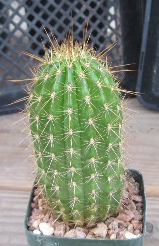 Echinopsis CV First Light Pink Lace Flowers Dimmitt 10