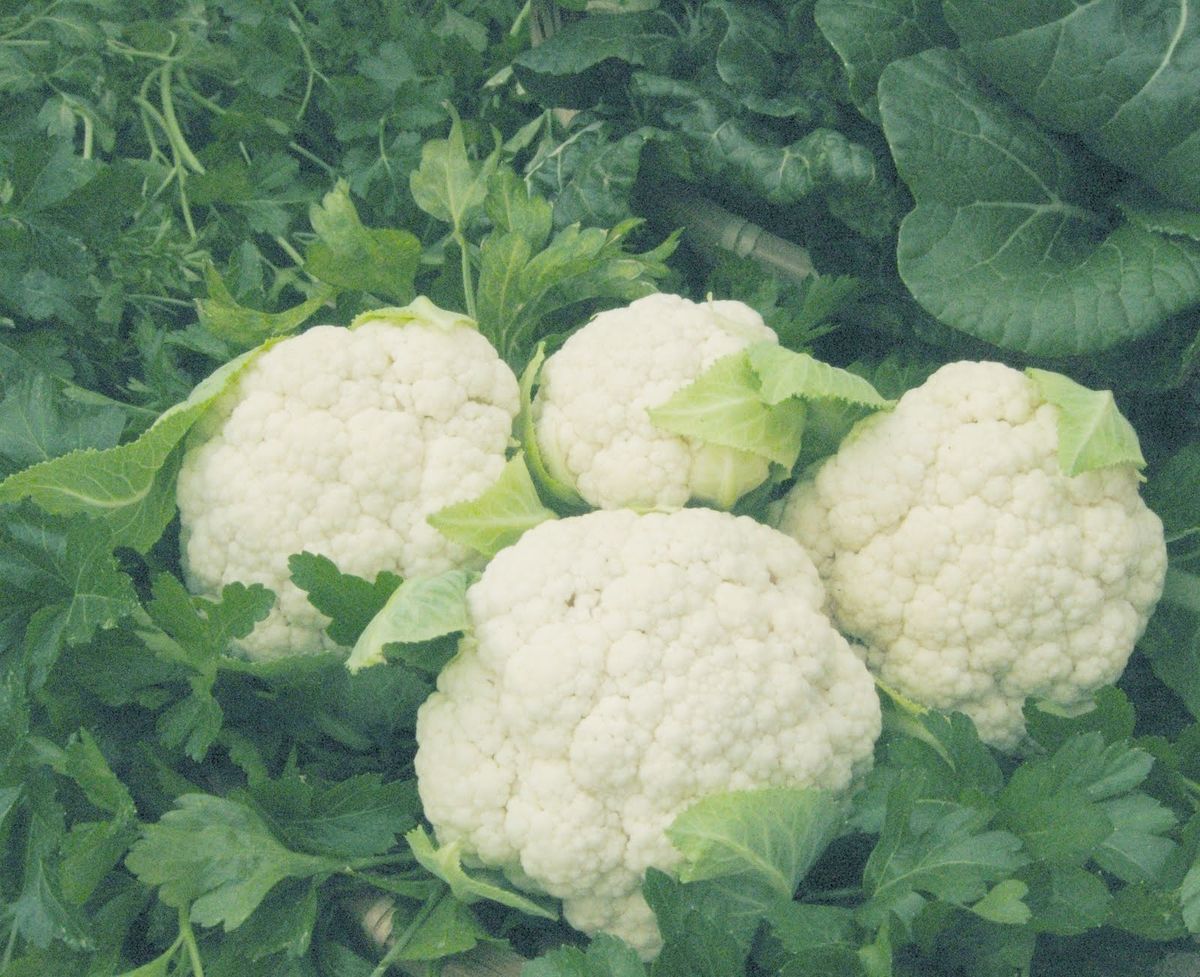  Cauliflower Early Snowball 50 Seeds Heirloom