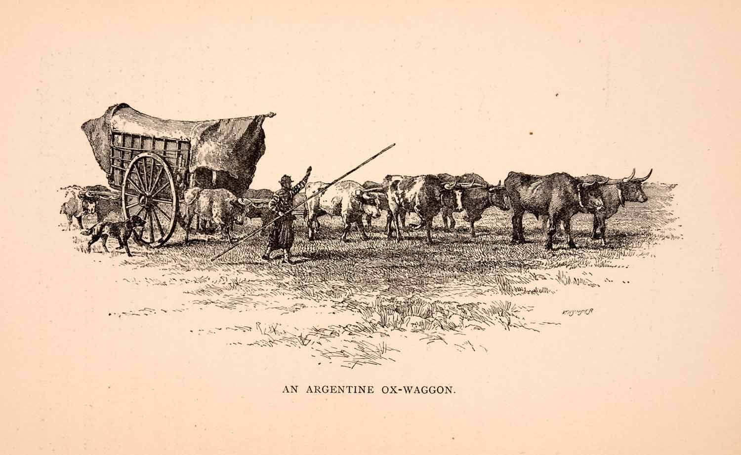 1896 Wood Engraving Argentina Ox Wagon Farmer Dog Agriculture Pasture