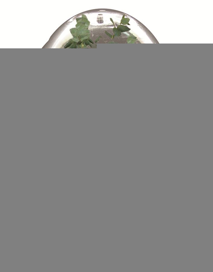 Giggly Gum Tree Micro Terrarium Kit w Eucalyptus Seeds