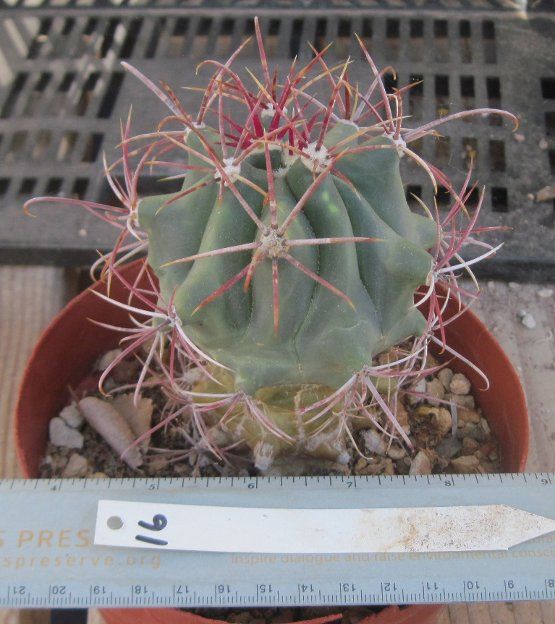 Ferocactus emoryi becomes a very large barrel cactus with thick