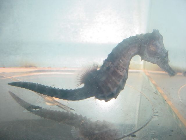 Live Captive Bred Female Erectus Seahorse