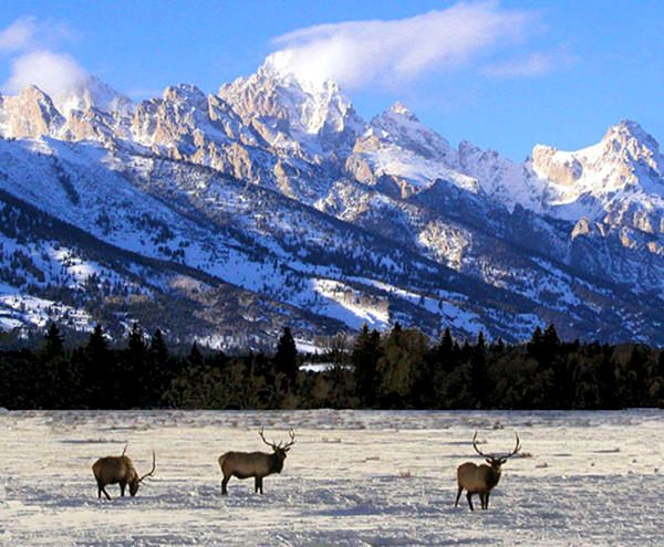 bull elk grand teton national park