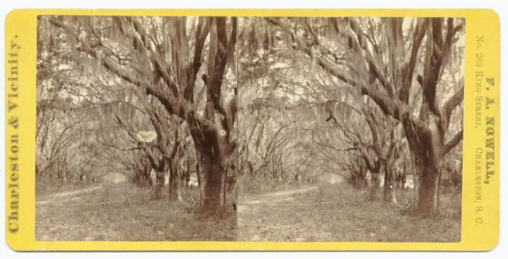 Stereoview by F A Nowell No 70 Avenue of Oaks Charleston South