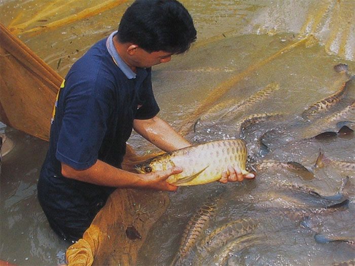 Fish Book P Asian Arowana Red Blue Gold Tropical Dragon