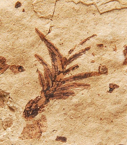  Florissant formation in Colorado. The leaves show great detail