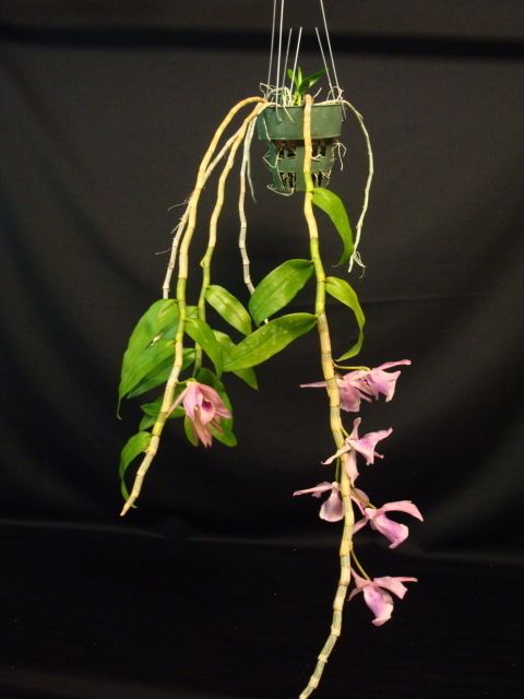 FRAGRANT DENDROBIUM ADRASTA x SUPERBUM ORCHID