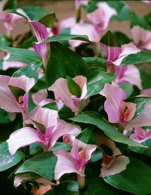 Tradescantia x Andersoniana Blushing Bride Live Plant SP