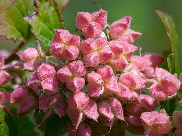 Eastern Ninebark Physocarpus 50 Unrooted cuttings Z2