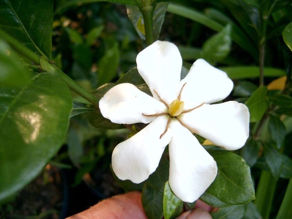 Gardenia Grifs Select Gardenia Augusta