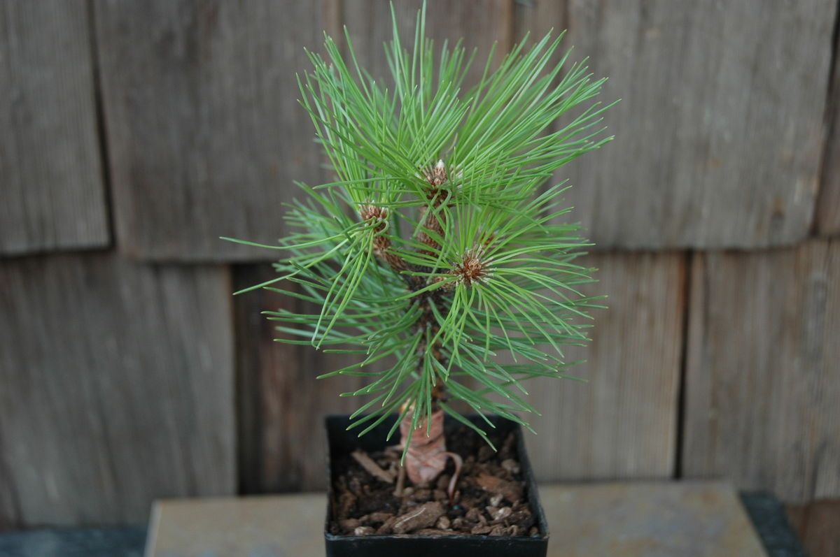 Pinus thunbergii Fuji Japanese Black Pine Tree Pot Size 4 inch