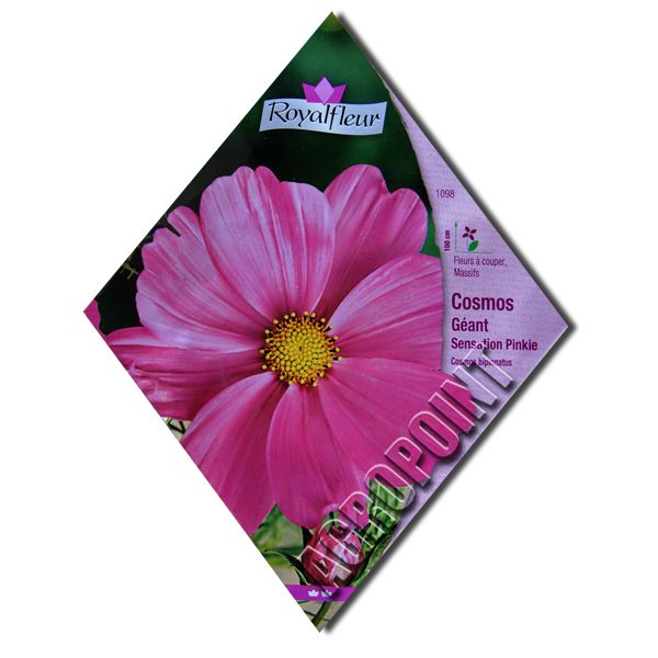 300 Semi Cosmea Pinkie Gigante Seeds Cosmos Giant Sensation Pinkie