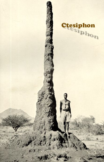 termites nest in the turkana country near lake rudolf