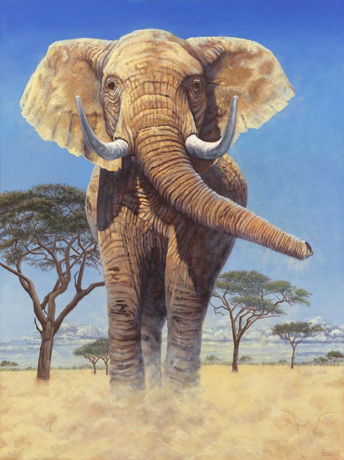   African Elephant Art Canvas Giclee Print by Gary Johnson s N