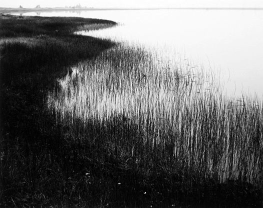 Henry Gilpin Marsh and Reeds 8x10 Photograph 