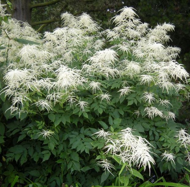 6FOOT TALL GOATS BEARD SHADE PLANT ARUNCUS DIOICUS HARDY PERENNIAL