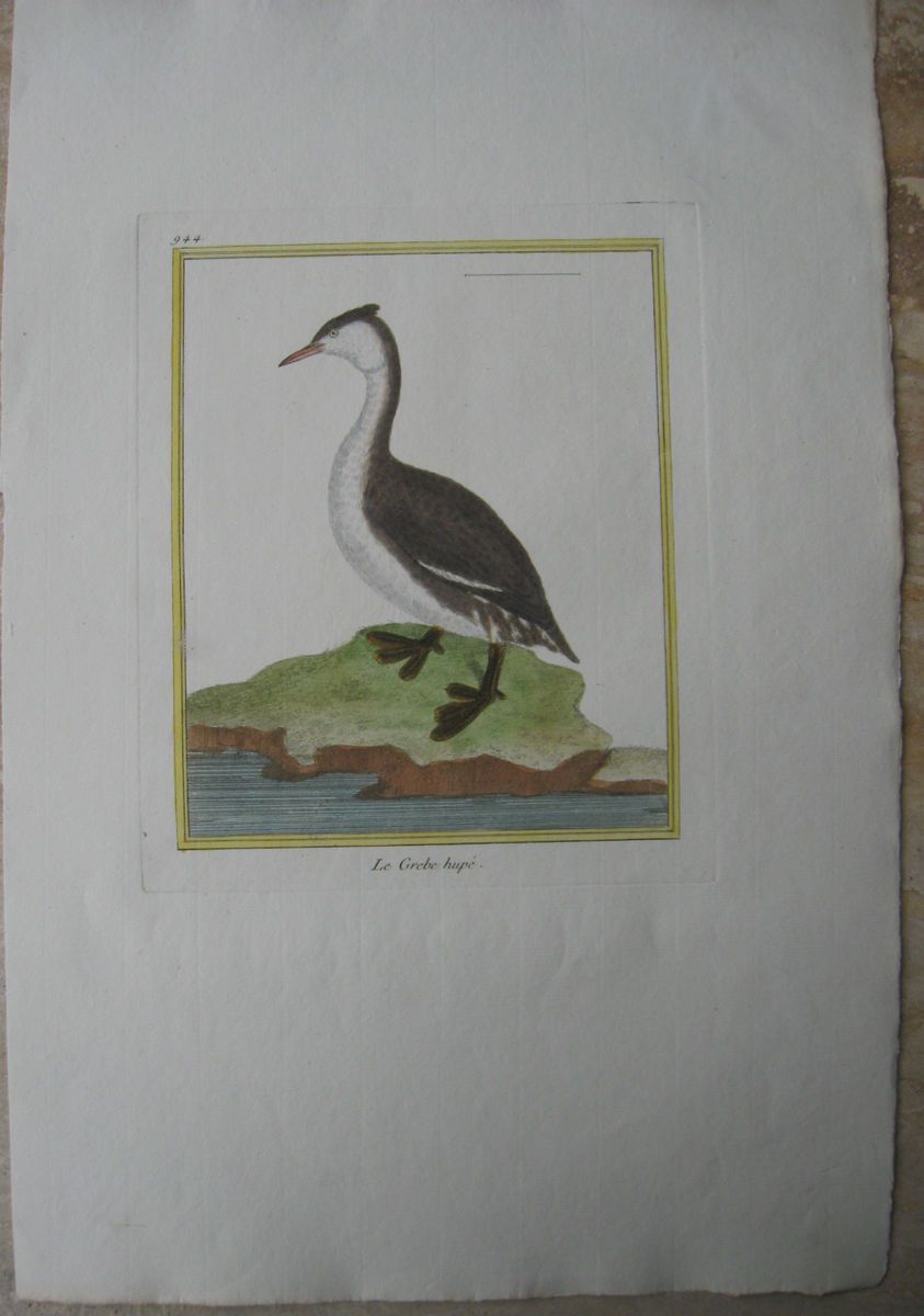  1770 Buffon Martinet Le Grebe Hupe Great Crested Grebe Fine Engraving