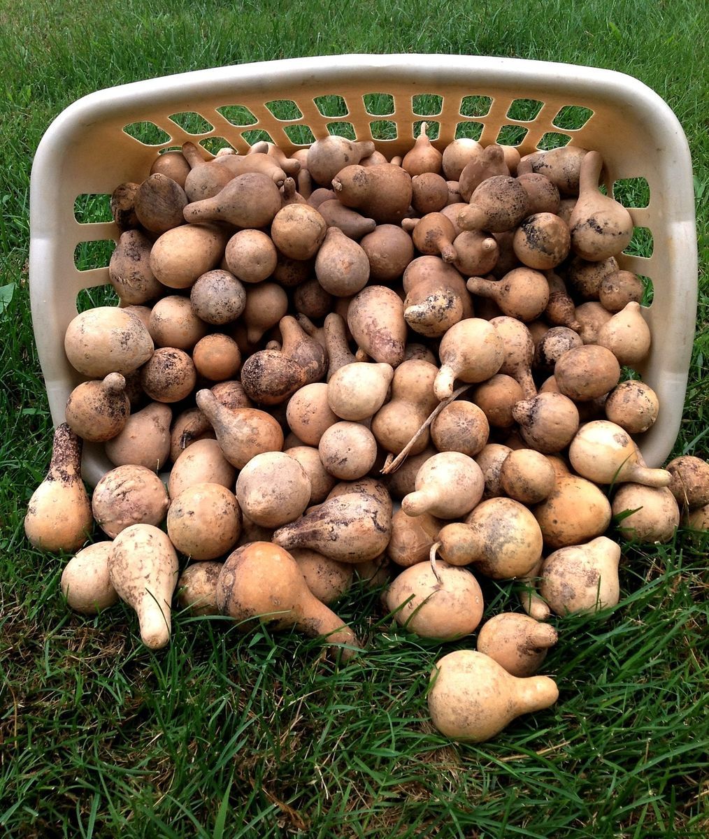 Gourds Bargain Laundry Basket Full of Mixed Gourds