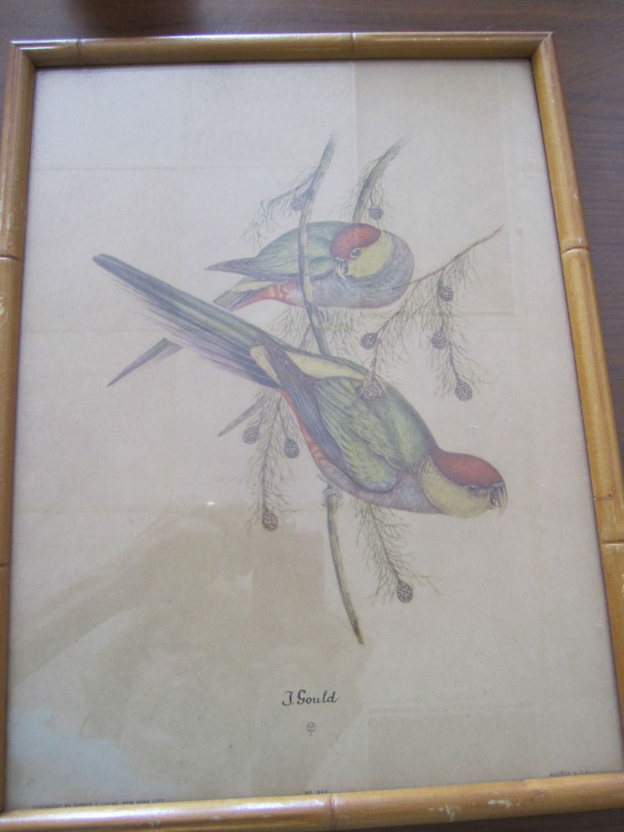 Gould Parakeet Prints No s 603 and 605 Framed Sidney Z Lucas New