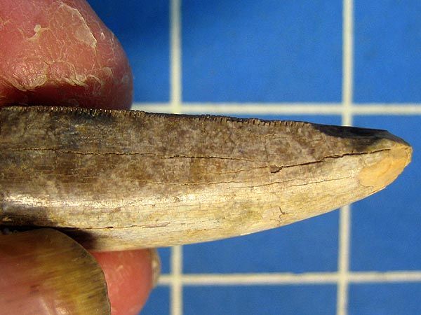 Ultra RARE Tarbosaur Dinosaur Tooth from China 01