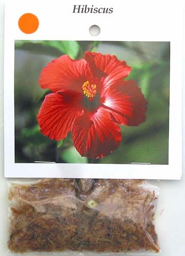 Hawaiian Orange Hibiscus Plant Cutting Grow Hawaii