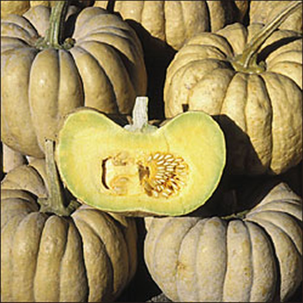 15 Sweet Kikuza Japanese Heirloom Squash/Pumpkin (Cucurbita moschata