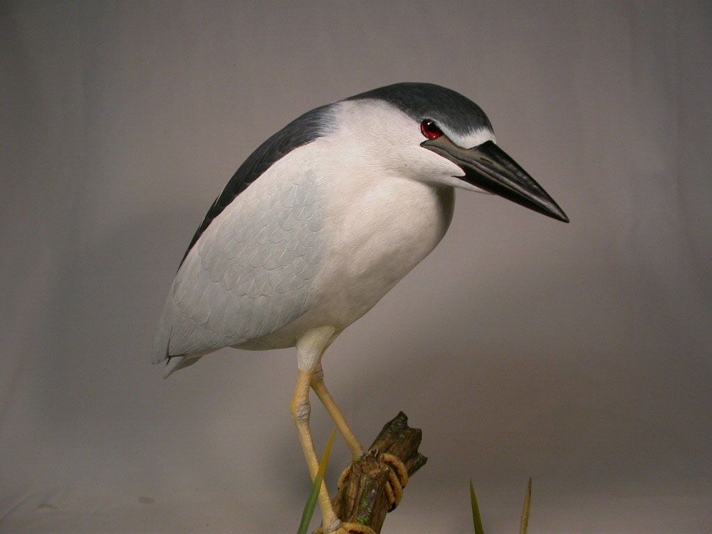 Lifesize Black Crowned Night Heron Orig Carving Birdhug