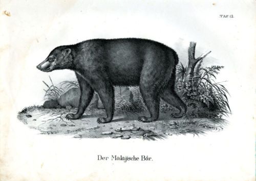 1840 SCHINZ Honegger Lithograph Sun Bear