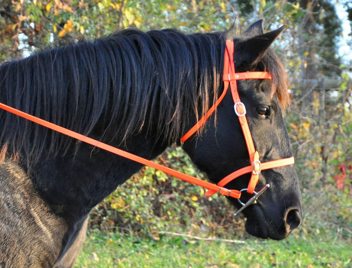 ORANGE ENGLISH HORSE BRIDLE & REINS Trail/Endurance Beta Biothane ANY