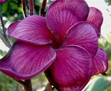  Plumeria RARE Seeds Indoor Bonsai Plant Tropical House Flower